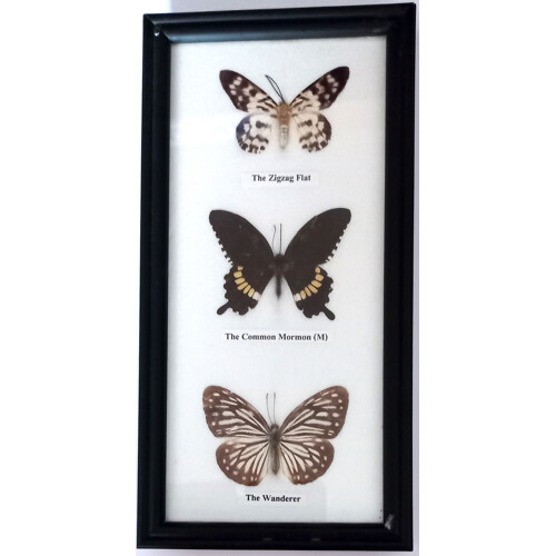 Motýli v rámečku 3ks č.2